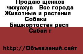 Продаю щенков чихуахуа - Все города Животные и растения » Собаки   . Башкортостан респ.,Сибай г.